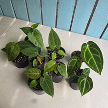 Load image into Gallery viewer, #H64 Anthurium NOID Pack - 8 x Plants