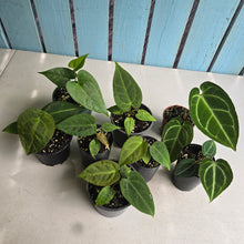 Load image into Gallery viewer, #H64 Anthurium NOID Pack - 8 x Plants