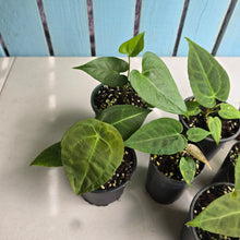 Load image into Gallery viewer, #H64 Anthurium NOID Pack - 8 x Plants