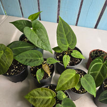 Load image into Gallery viewer, #H64 Anthurium NOID Pack - 8 x Plants