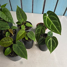 Load image into Gallery viewer, #H64 Anthurium NOID Pack - 8 x Plants