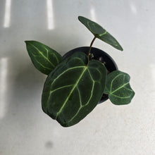 Load image into Gallery viewer, #S43 Anthurium NOID