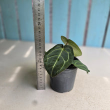 Load image into Gallery viewer, #S43 Anthurium NOID