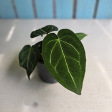 Load image into Gallery viewer, #S43 Anthurium NOID