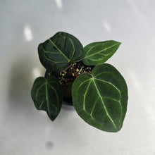 Load image into Gallery viewer, #S43 Anthurium NOID