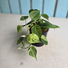 Load image into Gallery viewer, #W44 Variegated Philodendron Heart Leaf