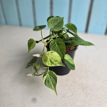 Load image into Gallery viewer, #W44 Variegated Philodendron Heart Leaf
