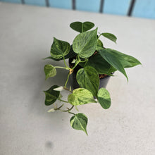 Load image into Gallery viewer, #W44 Variegated Philodendron Heart Leaf
