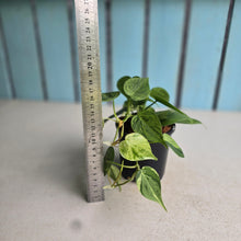 Load image into Gallery viewer, #W44 Variegated Philodendron Heart Leaf