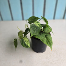 Load image into Gallery viewer, #W44 Variegated Philodendron Heart Leaf