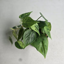 Load image into Gallery viewer, #W44 Variegated Philodendron Heart Leaf