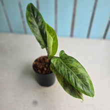 Load image into Gallery viewer, #W60 Variegated Philodendron Subhastatum