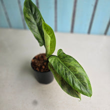 Load image into Gallery viewer, #W60 Variegated Philodendron Subhastatum