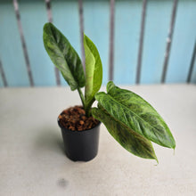 Load image into Gallery viewer, #W60 Variegated Philodendron Subhastatum