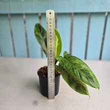 Load image into Gallery viewer, #W60 Variegated Philodendron Subhastatum