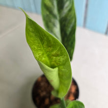 Load image into Gallery viewer, #W60 Variegated Philodendron Subhastatum
