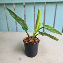 Load image into Gallery viewer, #W60 Variegated Philodendron Subhastatum