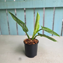 Load image into Gallery viewer, #W60 Variegated Philodendron Subhastatum