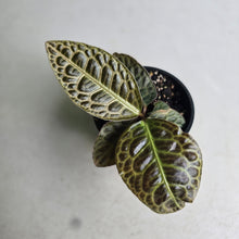 Load image into Gallery viewer, #R843 Labisia Turtle Back