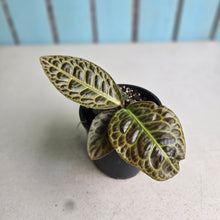 Load image into Gallery viewer, #R843 Labisia Turtle Back