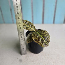 Load image into Gallery viewer, #R843 Labisia Turtle Back
