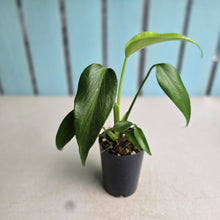 Load image into Gallery viewer, #H125 Monstera Burle Marx Flame
