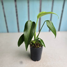 Load image into Gallery viewer, #H125 Monstera Burle Marx Flame