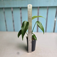 Load image into Gallery viewer, #H125 Monstera Burle Marx Flame
