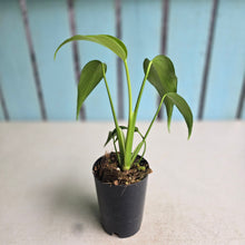 Load image into Gallery viewer, #H125 Monstera Burle Marx Flame