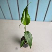 Load image into Gallery viewer, #B108 Monstera Burle Marx Flame