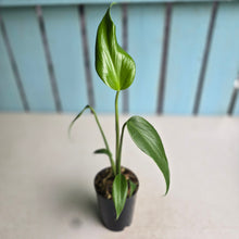 Load image into Gallery viewer, #B108 Monstera Burle Marx Flame