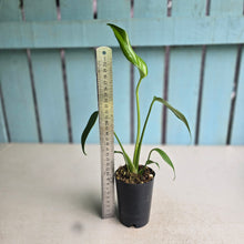 Load image into Gallery viewer, #B108 Monstera Burle Marx Flame