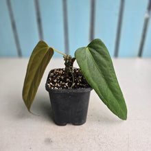 Load image into Gallery viewer, #H61 Anthurium Truncicola x Forgetii