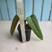 Load image into Gallery viewer, #H61 Anthurium Truncicola x Forgetii