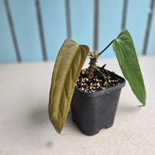Load image into Gallery viewer, #H61 Anthurium Truncicola x Forgetii