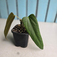 Load image into Gallery viewer, #H61 Anthurium Truncicola x Forgetii