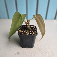 Load image into Gallery viewer, #H61 Anthurium Truncicola x Forgetii