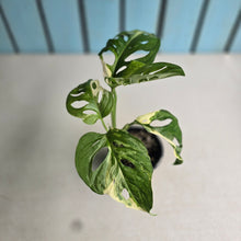 Load image into Gallery viewer, #RD26 Variegated Monstera Adansonii