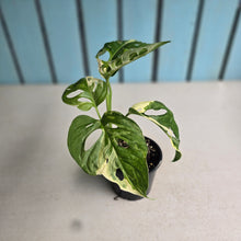 Load image into Gallery viewer, #RD26 Variegated Monstera Adansonii