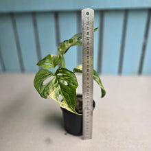 Load image into Gallery viewer, #RD26 Variegated Monstera Adansonii