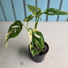 Load image into Gallery viewer, #RD26 Variegated Monstera Adansonii