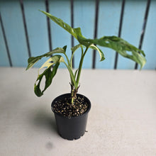 Load image into Gallery viewer, #RD26 Variegated Monstera Adansonii