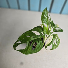 Load image into Gallery viewer, #RD26 Variegated Monstera Adansonii