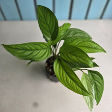 Load image into Gallery viewer, #B30 Monstera Gracilis