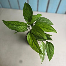 Load image into Gallery viewer, #B30 Monstera Gracilis