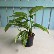 Load image into Gallery viewer, #B30 Monstera Gracilis