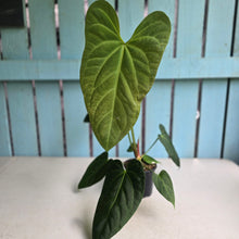 Load image into Gallery viewer, #L43 Anthurium NOID