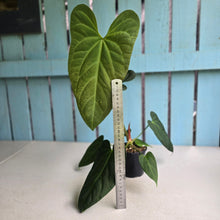 Load image into Gallery viewer, #L43 Anthurium NOID