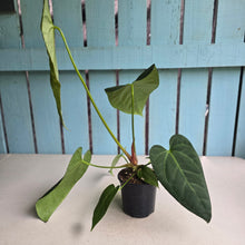 Load image into Gallery viewer, #L43 Anthurium NOID