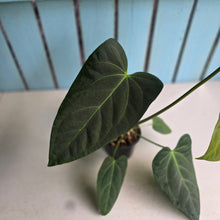 Load image into Gallery viewer, #L43 Anthurium NOID